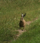 ANIMAUX