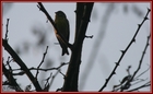 OISEAUX